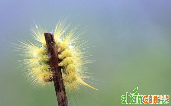 枇杷虫害有哪些？枇杷常见虫害的形态特征和防治方法