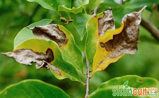 紫玉兰主要病虫害的症状表现和防治方法