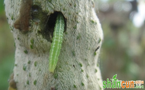 西葫芦患上虫害怎么办？西葫芦主要虫害的为害特点和防治方法