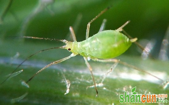 棉花蚜虫该怎么防治？棉花蚜虫的为害症状和防治方法