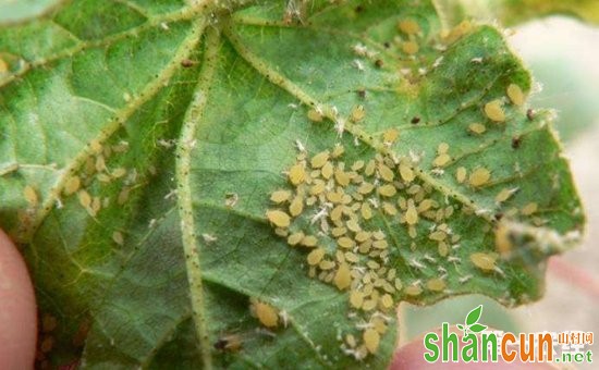 棉花蚜虫该怎么防治？棉花蚜虫的为害症状和防治方法