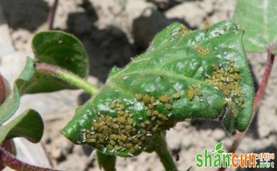 棉花蚜虫该怎么防治？棉花蚜虫的为害症状和防治方法