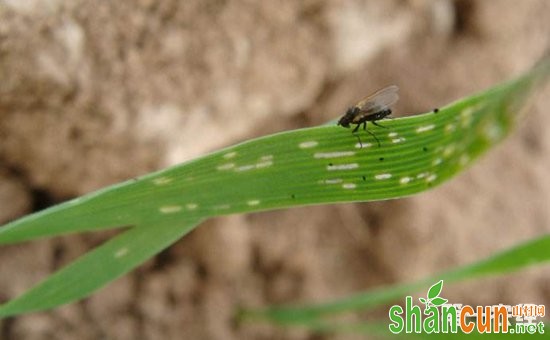 大棚蔬菜主要虫害的为害特点和防治方法