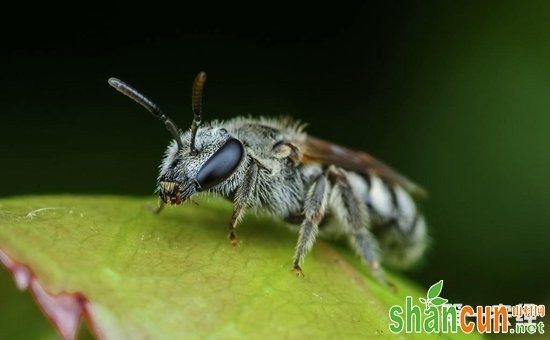 山药虫害有哪些？山药常见虫害的为害特点和防治方法