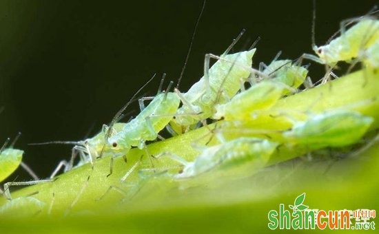蚜虫怎么防治？蚜虫的为害特点和防治方法