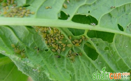 蚜虫怎么防治？蚜虫的为害特点和防治方法