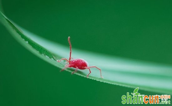 柚子树病虫害怎么防治？柚子树常见病虫害的综合防治措施