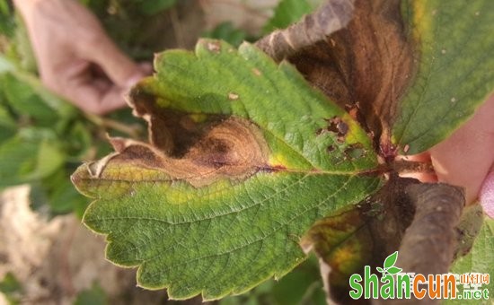 草莓育苗期病害有哪些？草莓育苗期主要病害的症状和防治方法