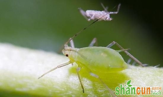 太阳花长红蜘蛛吗？太阳花长蚜虫阳怎么办？