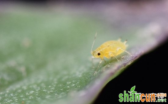 迎春花害虫有哪些？迎春花常见虫害的防治方法