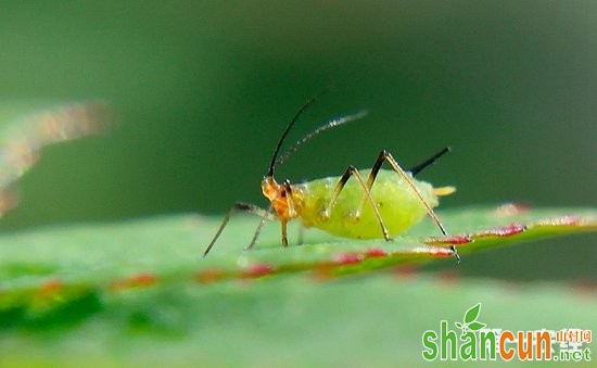 红钻花常见病虫害有哪些？红钻花的病虫害防治