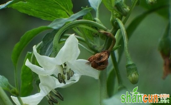 辣椒落花不坐果怎么办？辣椒落花不坐果的原因和防治方法