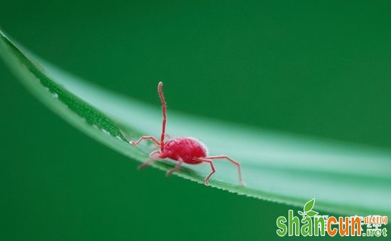如何彻底红蜘蛛蟎害？红蜘蛛的危害与防治方法