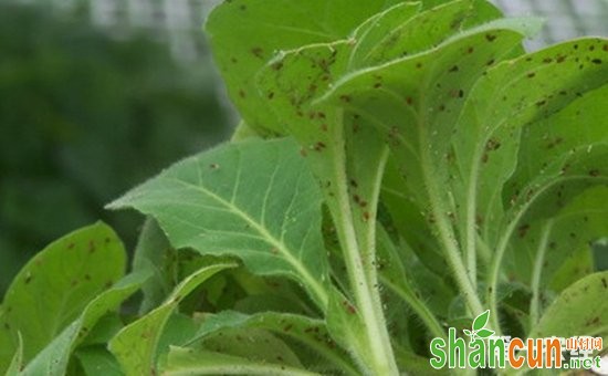 阳台蔬菜蚜虫怎么消灭？快速消灭蚜虫方法