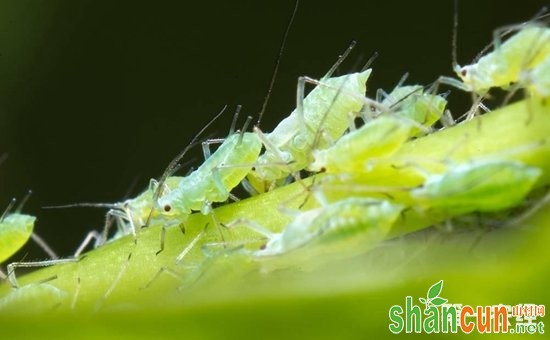 花草有蚜虫怎么治？不用农药治蚜虫的方法