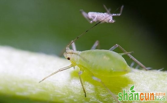 花草有蚜虫怎么治？不用农药治蚜虫的方法