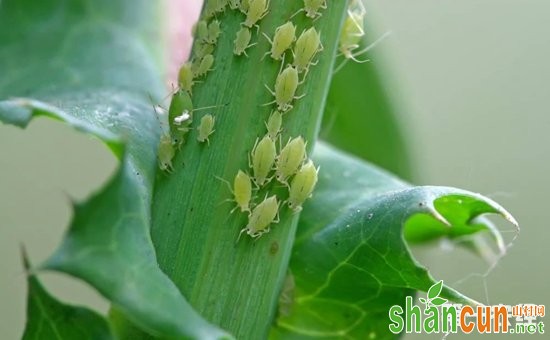 花草有蚜虫怎么治？不用农药治蚜虫的方法