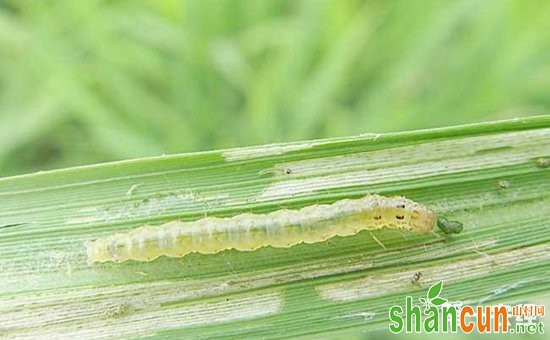 水稻虫害大全与水稻害虫图谱