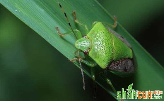 水稻虫害大全与水稻害虫图谱