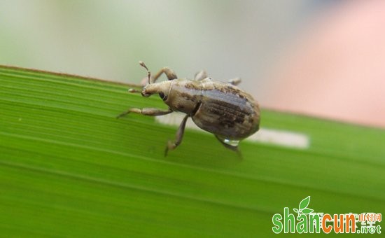 水稻虫害大全与水稻害虫图谱