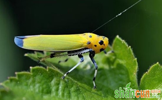 水稻虫害大全与水稻害虫图谱