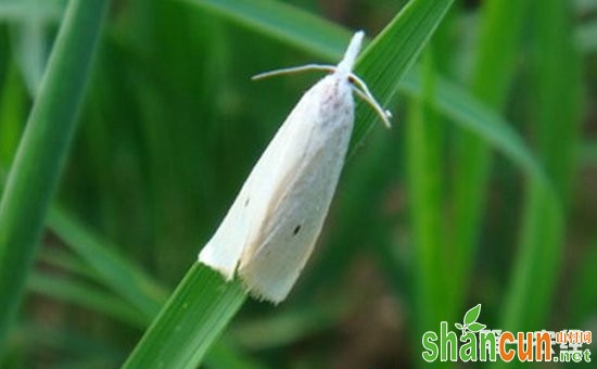 水稻虫害大全与水稻害虫图谱