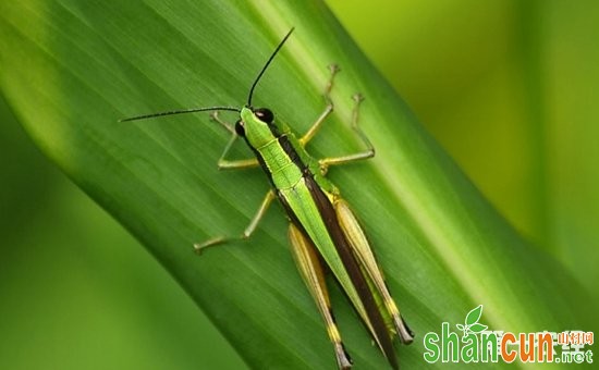 水稻虫害大全与水稻害虫图谱