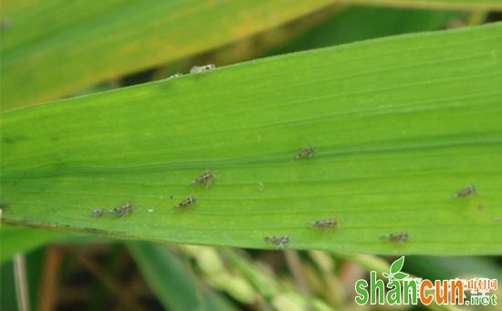 水稻害虫有哪些？水稻害虫用什么药？