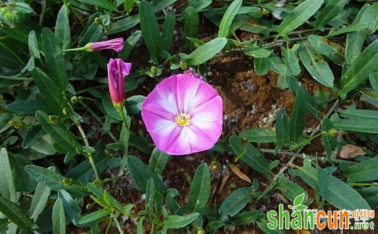 棉田杂草田旋花用什么除草剂？