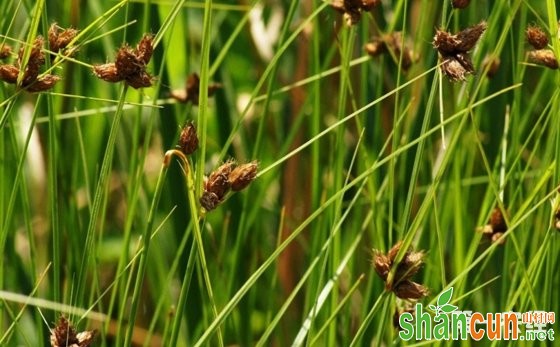 水稻田常见的杂草有哪些？水稻田杂草图谱