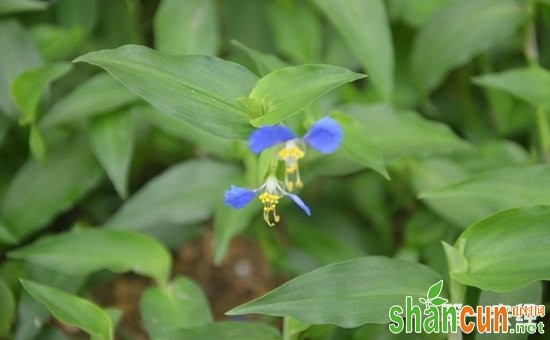 鸭跖草用什么除草剂效果比较好？