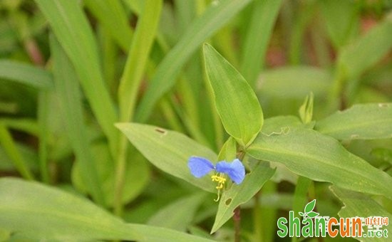 鸭跖草用什么除草剂效果比较好？