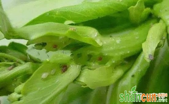 蜜虫会危害哪些作物？如何防治蜜虫？