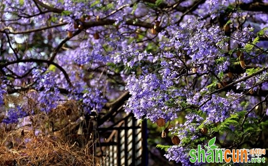 蓝花楹有哪些病虫害？蓝花楹的病虫防治方法