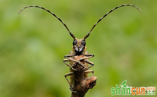 无花果有虫害怎么办？无花果的虫害防治