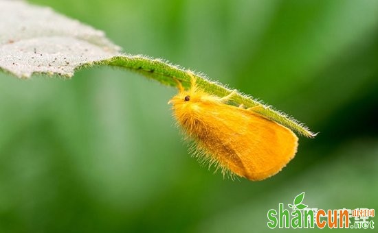 无花果有虫害怎么办？无花果的虫害防治