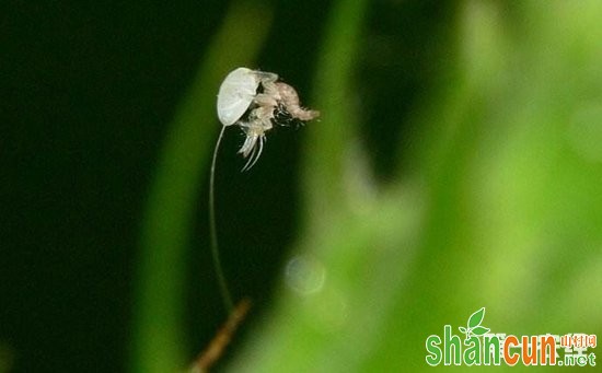 草蛉是益虫还是害虫？草蛉虫的幼虫与成虫对比