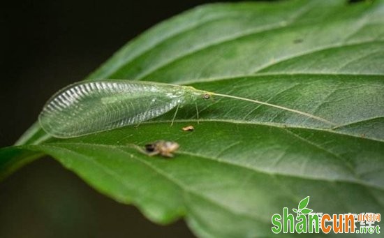 草蛉是益虫还是害虫？草蛉虫的幼虫与成虫对比