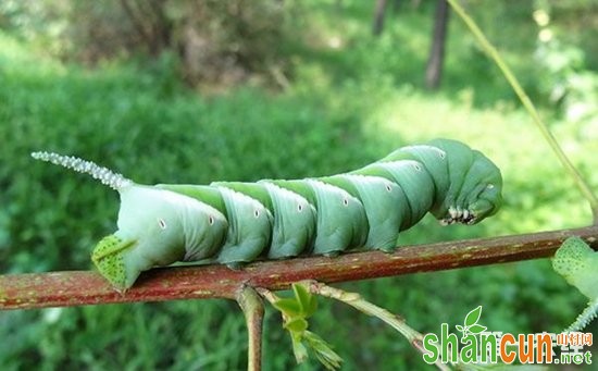 豆虫（豆青虫）的发生规律与防治方法