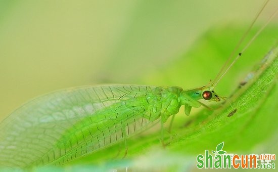 蚜虫有哪些天敌？蚜虫的生物防治方法