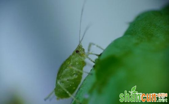 蚜虫有哪些天敌？蚜虫的生物防治方法