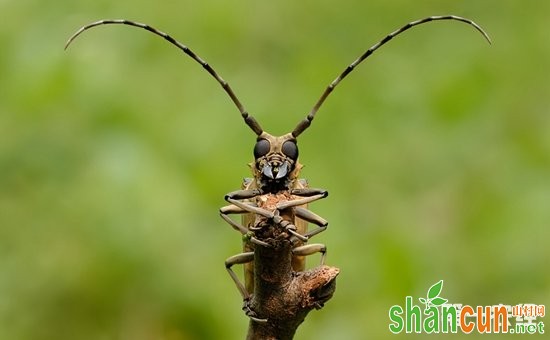 无花果虫害有哪些？无花果主要虫害的防治方法