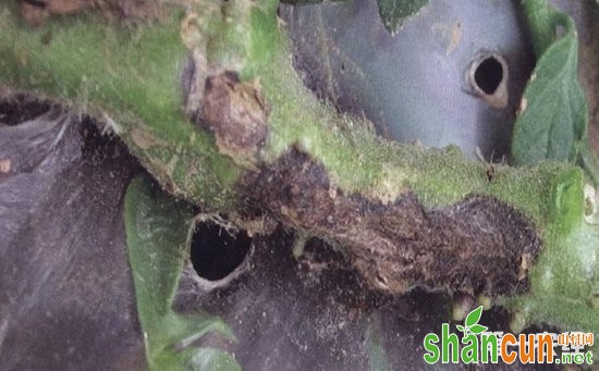 番茄茎基腐病该如何防治？番茄茎基腐病的无公害防治方法