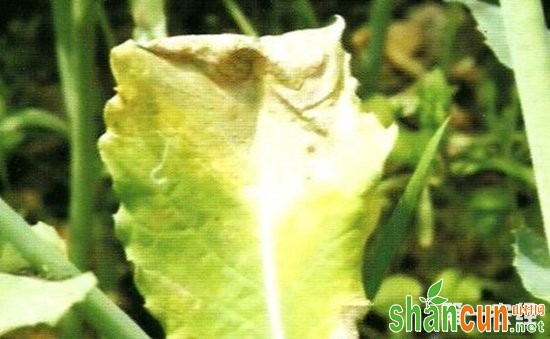 油菜染上黑腐病怎么办？油菜黑腐病的防治方法