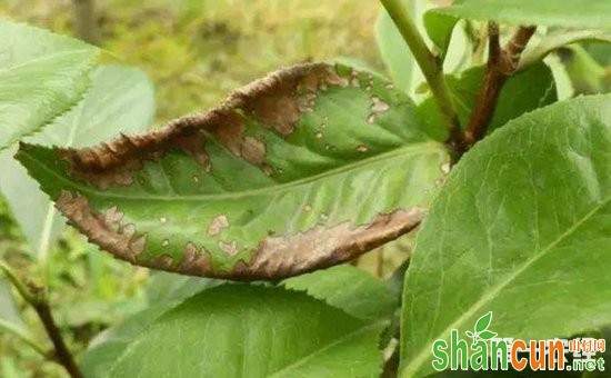 茉莉花病害怎么防治？茉莉花病害的识别与防治