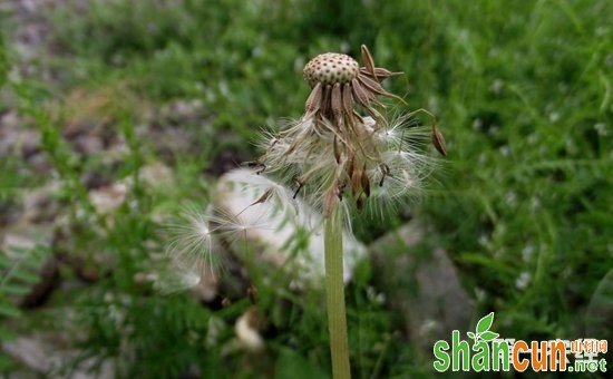 蒲公英病虫害怎么防治？蒲公英常见病虫害的防治方法