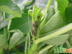 花生蚜虫怎么防治？花生蚜虫的综合防治方法
