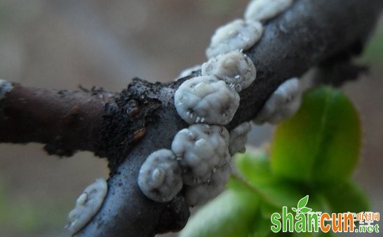 花椒染上病虫害怎么办？花椒树常见病虫害的防治方法