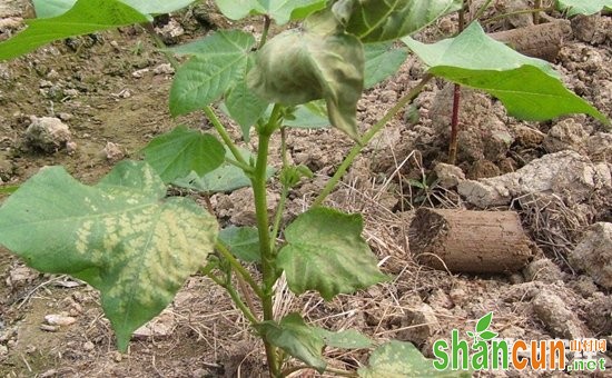 棉花病虫害怎么防治？棉花常见病虫害的防治方法