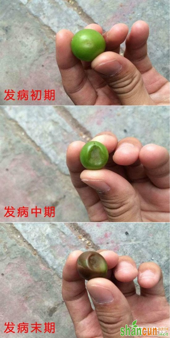 葡萄缩果病的发生与防治？